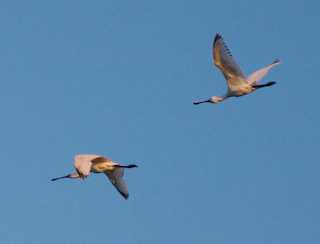 crw_5844.jpg