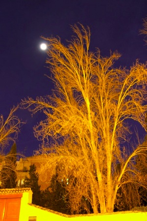 lunayarbol.jpg